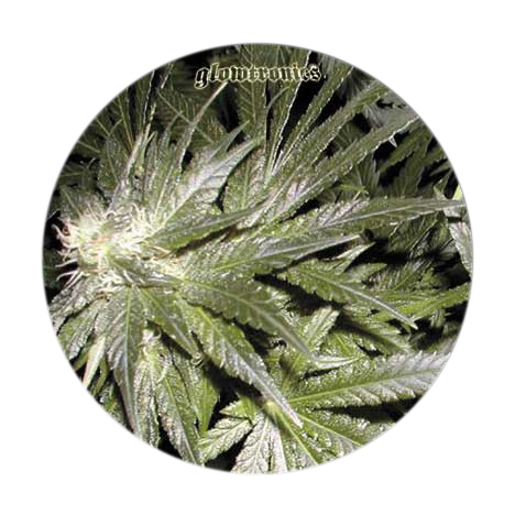 Glowtronics Slipmat Denon Danktronics